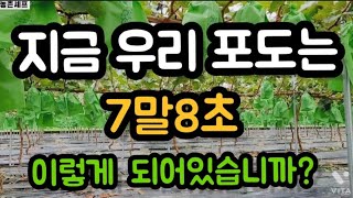 7월말8월초 포도상태~성장과정은 이렇습니다  #샤인머스켓재배기술  #시설비가림비닐하우스인력일꾼높놉 #포도비대…