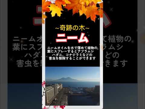 ニームの木について詳しく解説