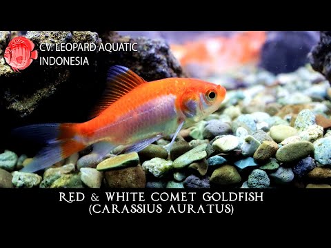 , title : 'Red & White Comet Goldfish. The most POPULAR goldfish! (Leopard Aquatic S001A)'