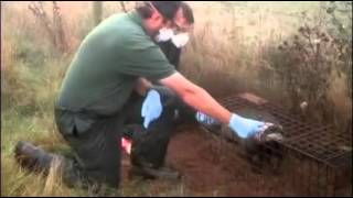 WildlifeCo Ltd Badger Vaccination, Stonehenge, Wiltshire