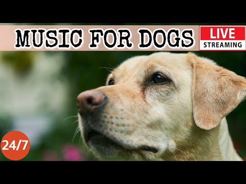 [LIVE] Dog Music????Dog Calming Music for Dogs Deep Sleep???? ????Separation Anxiety Music for Dog Relax????6