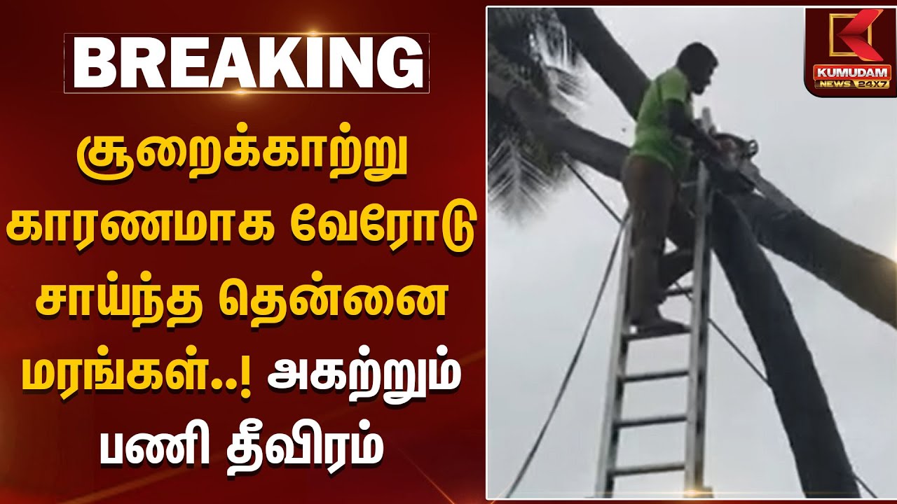 Ditwah | Thanjavur | சூறைக்காற்று காரணமாக வேரோடு சாய்ந்த தென்னை மரங்கள்..! அகற்றும் பணி தீவிரம்