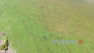 В Николаеве в Южном Буге зацвела вода (видео)