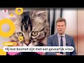 Veel discussie in België: waar is deze kat?
