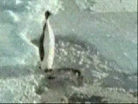 Epic Penguin Fail