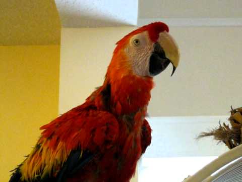 Gabby, an adopted Macaw Mix in Pineville, NC_image-1