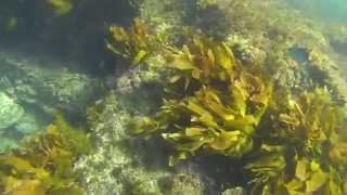 preview picture of video 'Scuba Diving Noarlunga 2014'