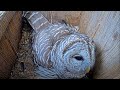 Female Barred Owl Calls To Mate With Hoots From The Nest Box – April 9, 2025