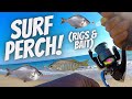 How To Catch Surf Perch (SECRET SPOT REVEAL!) Southern California
