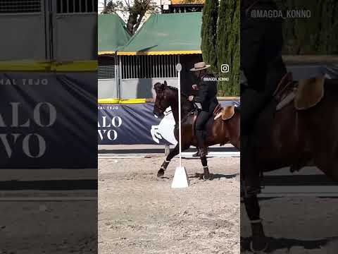 , title : 'Working Equitation Gringo & Pedro Nicolau 🇵🇹 ofhorse'