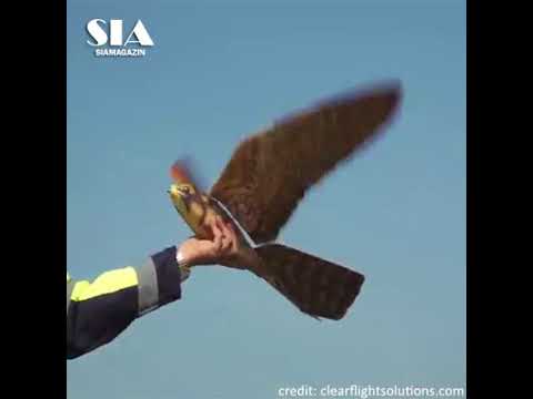 A Robotic Falcon Bird Designed To Scare Real Birds