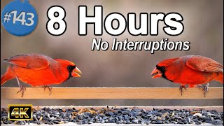 TV for Cats 😻8 Hours of Birds NoAds 🐦Plus Squirrels 🐿 Uninterrupted CatTV  Birds Sounds for Cats