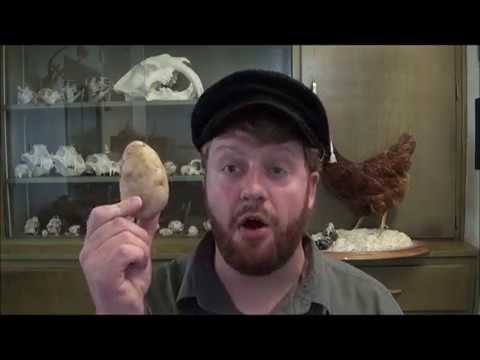 Corned Beef and Cabbage: Making a traditional Irish...