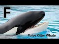 Whale And Dolphin Alphabet Adventure ABC Song For Kids Learning English