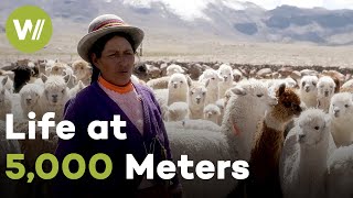Peru's Alpaca Herders - Ancient Traditions in the Andes | Guardians of the Earth (5/5)