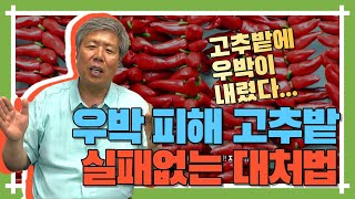 우박이 내렸지만 이겨내는 고추밭 ! 튼튼한 고추농사 짓는 법 알려드립니다.