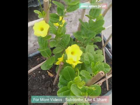 The Beautiful Flower # Shorts