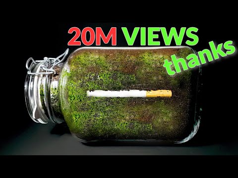 CIGARETTE IN SOIL - 1 YEAR Time Lapse [8K]