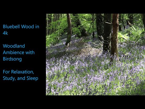Bluebell Wood with birdsong in 4k.