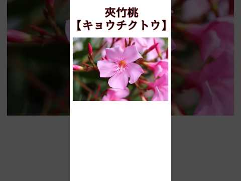 キョウチクトウ豆は切ったほうがいいですか？いつ、どのように行うのですか?ちょっとしたメンテナンスガイド  庭園