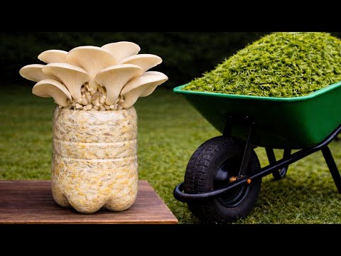 🍄 Wie man Pilze aus dem Rasenschnitt züchtet