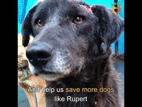 Save 50 Street Dogs with Maggot Wounds
