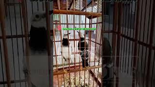 Download lagu JALAK HONGKONG GACOR mp3