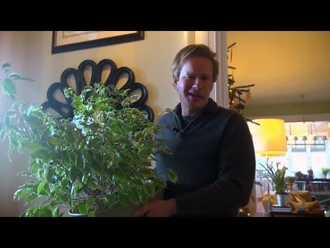 , title : 'Growing Ficus Indoors | At Home With P. Allen Smith