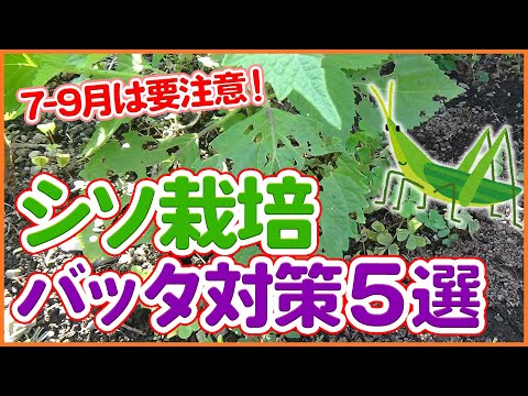 コークスクリューバッタ 植物