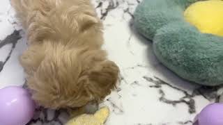 ハーフ犬の動画01