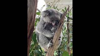 Download lagu Mama koala cuddling her baby 𦦠#mama #koala #cuddle #baby #shorts #trending #youtube #viral #video mp3 Download lagu Mama koala cuddling her baby 𦦠#mama #koala #cuddle #baby #shorts #trending #youtube #viral #video mp3