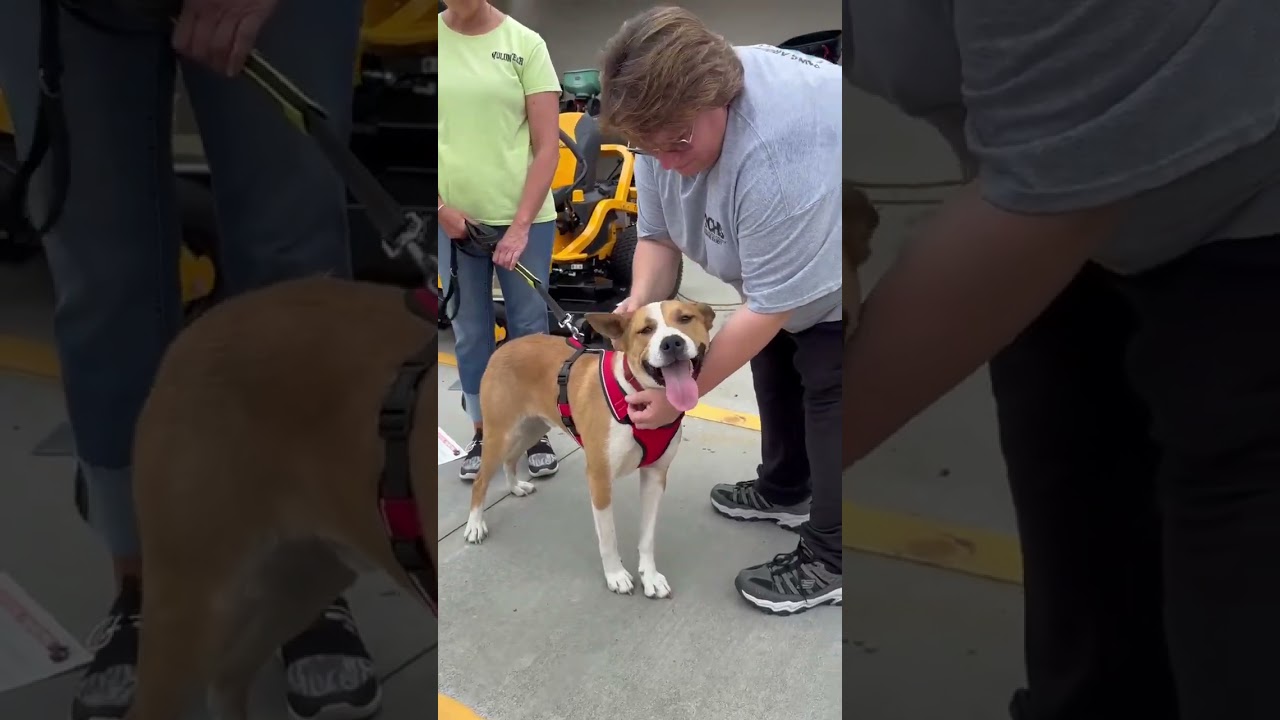 Enlarge Lance, a Adoptable mixed breed in Hartsville, SC video 6/6