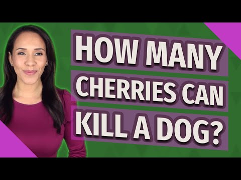 How many cherries can kill a dog?