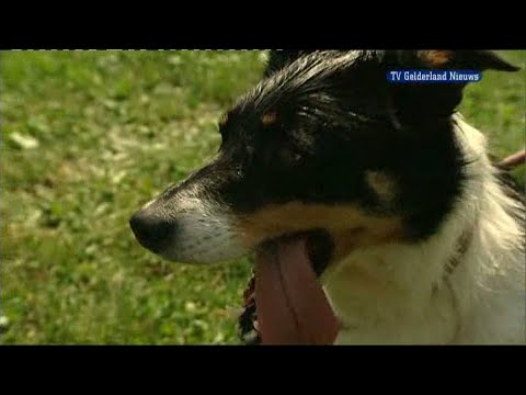 GLD Nieuws 10 juli 2010 - Nieuws