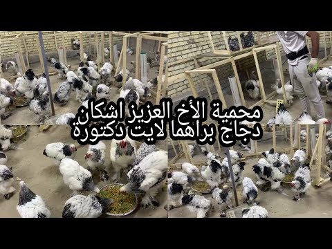 , title : 'محمية الأخ العزيز اشكان دجاج براهما لايت دكتورة مع نصائح للمربين اليوم الأحد 2021/10/3'