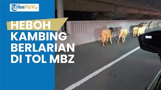 Viral Video Detik-detik Kambing Berlarian di Tol MBZ, Ternyata Pikap Pengangkut Mengalami Pecah Ban