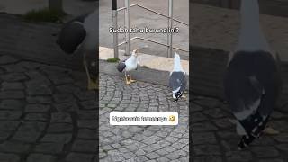 Download lagu Burung Camar Tertawa? Tingkahnya Bikin Ngakak 😂 #faktaunik #animals #funny mp3