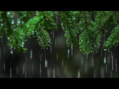 Light Rain in the Woods 🌳 🌧🌲 Relaxing Rainstorm White Noise for Sleep