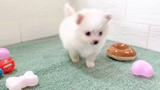 ハーフ犬の動画01