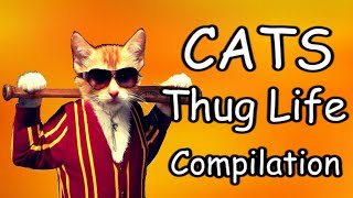 Cats Thug Life Compilation