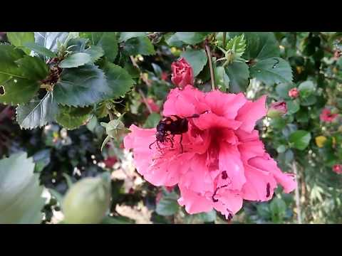 The Best of Nature Creatures: Insects on Rose-Mallow Hibiscus flowers