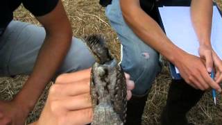 preview picture of video '24.8.11 Torcol fourmilier (Jynx torquilla, Eurasian Wryneck)'