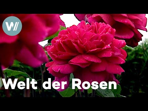 Revolution der Rosenzucht: David Austin und die schönsten Rosengärten Englands (Dokumentation, 2002)