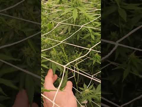 New Tents New Fire From Solfire Genetics, Exotic Genetics, Envy, Massmedcial as I Pheno Hunt