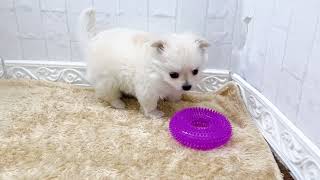 ハーフ犬の動画01