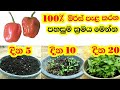 100 මිරිස් පැළ කරන නිවරදි ක්‍රමය The Best Way To Pla
