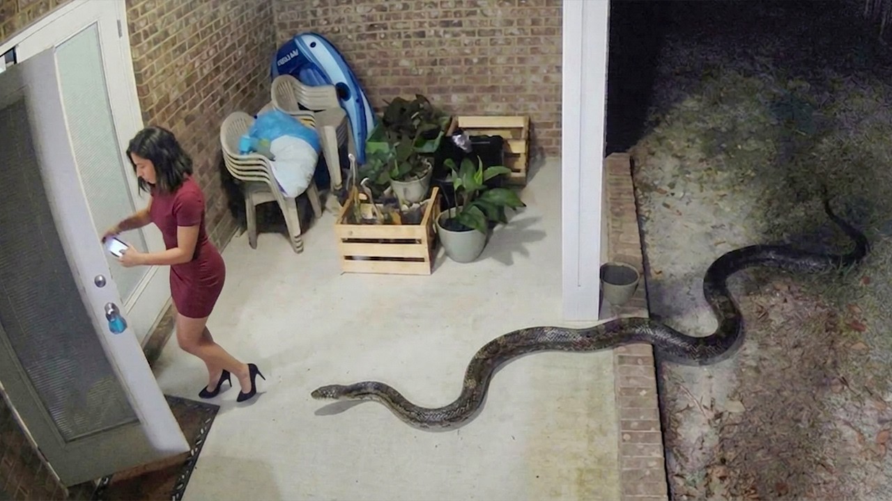 Verfluchte Natur, du bist furchterregend | Seltene & gruselige Tierbegegnungen