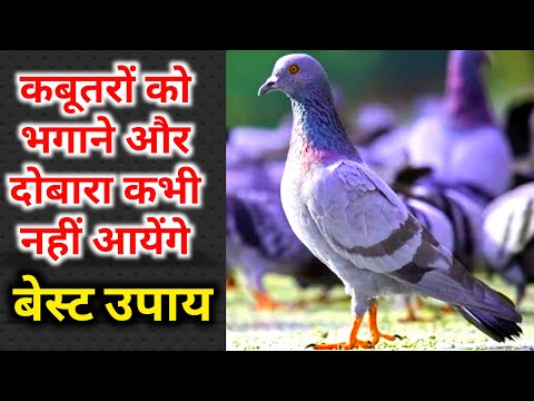 कबूतरों को भगाने और दोबारा कभी नहीं आये उसके लिए सबसे कारगर उपाय | How to get rid of Pigeons