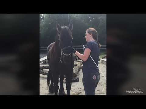 Bodenarbeitskurs Naturtrail 2018 07 08