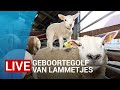 LIVE ? Geboortegolf van lammetjes in Burgerbrug